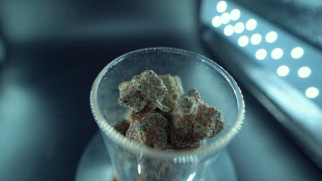 A-cinematic-macro-detailed-smooth-crane-zoom-out-movement-shot-of-a-cannabis-plant,-hybrid-orange-strains,-Indica-type,-green-marijuana-flower,-slow-motion-120-fps,-studio-LED-lights,-clear-glass