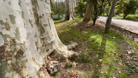 vemos un paseo de árboles en una línea de platanus hispanica alternándose con otros arbustos en un camino de tierra, observamos el tremendo tamaño de los troncos de platanos en el jardin del principe aranjuez españa