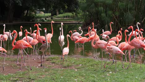 american and chilean flamingos in park with pond