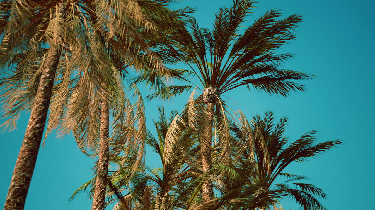 view of the palm trees passing by under blue skies