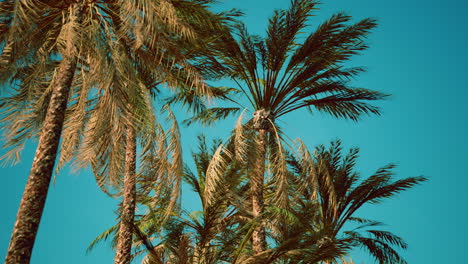 Blick-Auf-Die-Vorbeiziehenden-Palmen-Unter-Blauem-Himmel