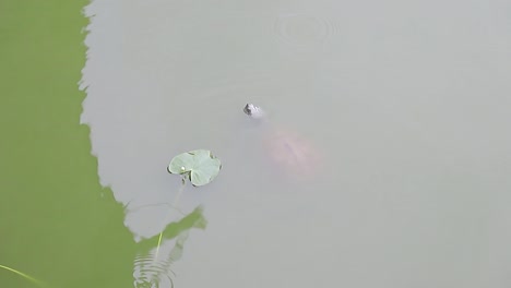 una tortuga salvaje en un lago del parque nada en la superficie del agua verde