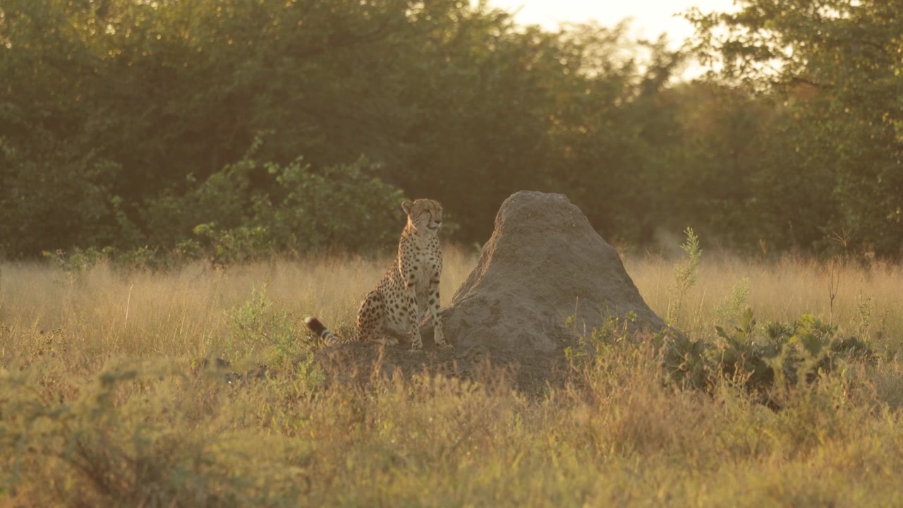 A cheetah sits atop a termite mound, carefully scanning its surroundings across the African savanna Botswana.