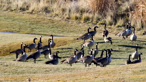 canada geese stop in a field while migrating