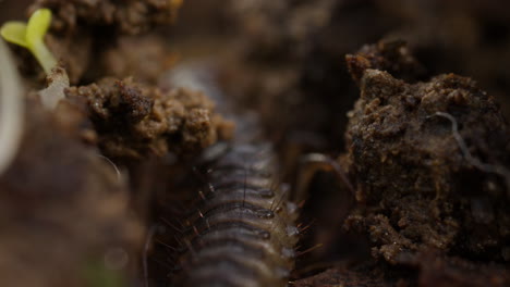 low angle macro shot of millipede moving through leaf litter on forest floor