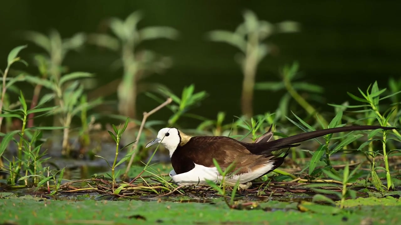 Pristine nature content offering a close-up perspective of hidden wetland eggs just as the adult Jacana arrives to provide essential parental care and warmth.