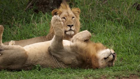 Dos-Leones-Machos-Descansan-Y-Juegan-En-El-Paisaje-De-Pastizales-Africanos