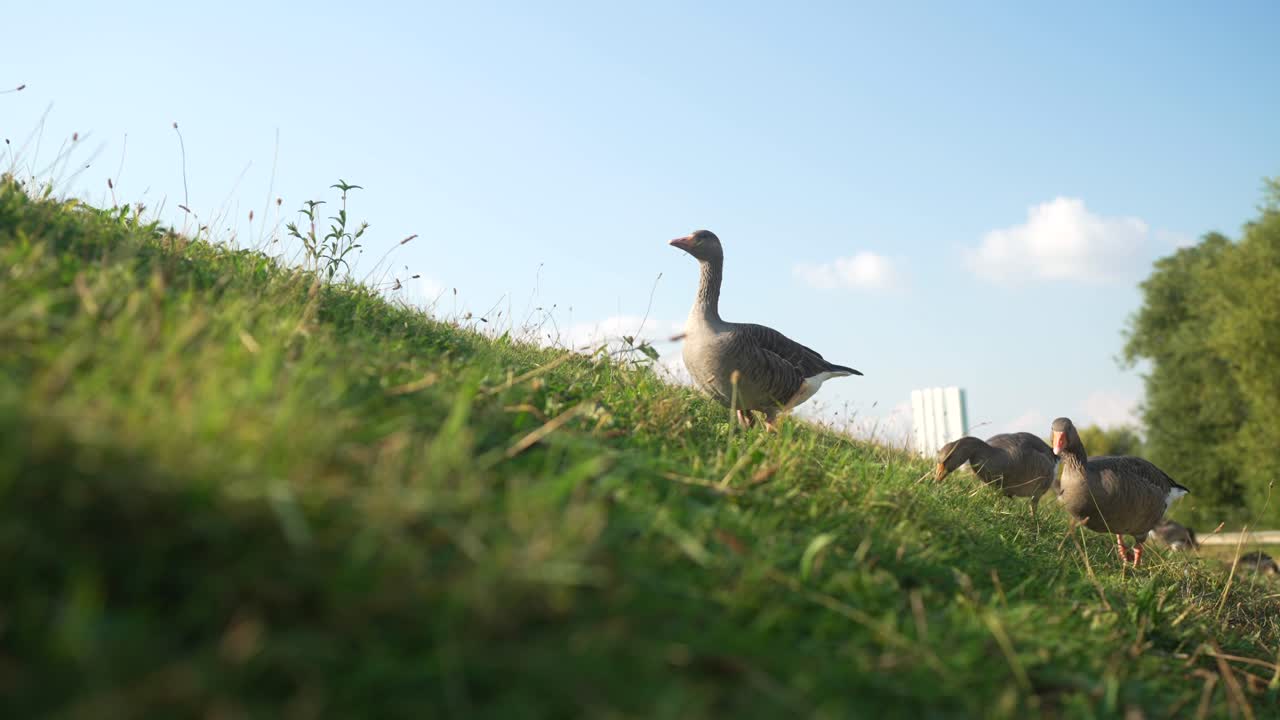 Slow motion low static view of ducks walking on grass hillside, foraging under bright skies in a natural setting