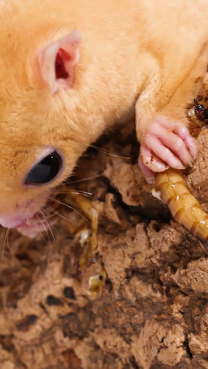 Ein cremefarbener Kurzkopfgleitbeutler frisst einen Mehlwurm auf einer strukturierten Rindenoberfläche bei Studiobeleuchtung.