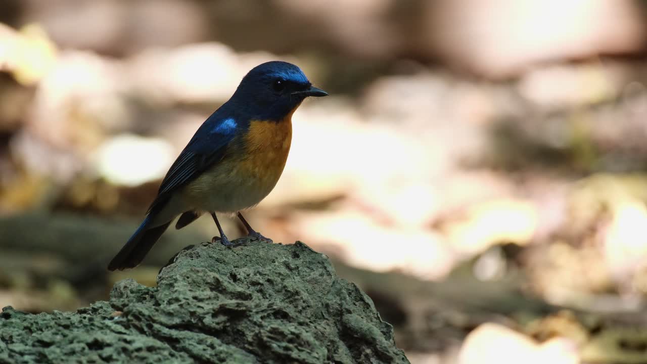 Rivolto a destra mentre è appollaiato su una roccia calcarea e si guarda intorno, Pigliamosche blu di collina Cyornis whitei, Maschio, Thailandia.