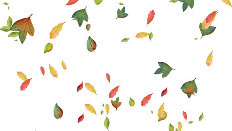 autumn leaves falling background