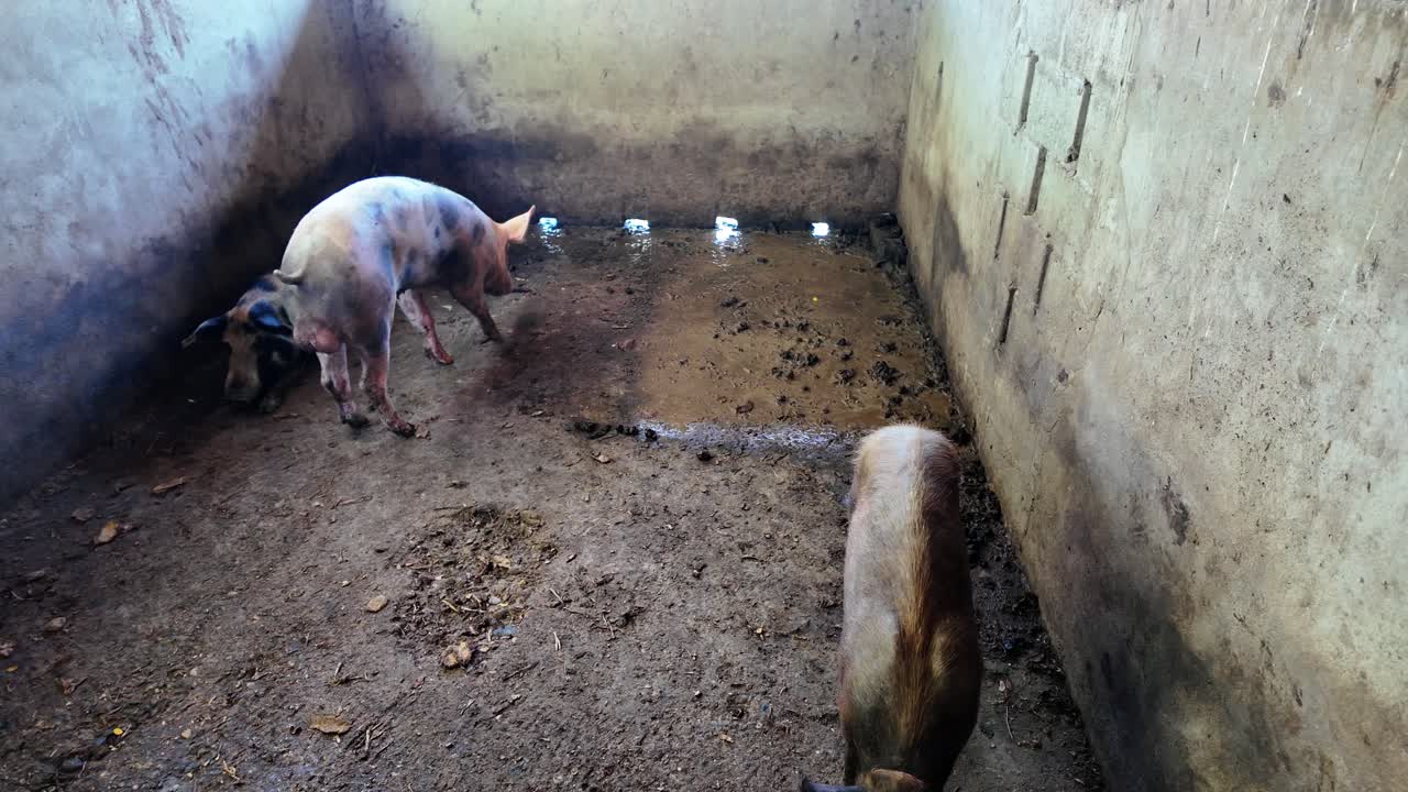 좁고 더러운 콘크리트 울타리 안에서 자연광 아래에 있는 두 돼지의 가공되지 않은 사실적인 낮 장면