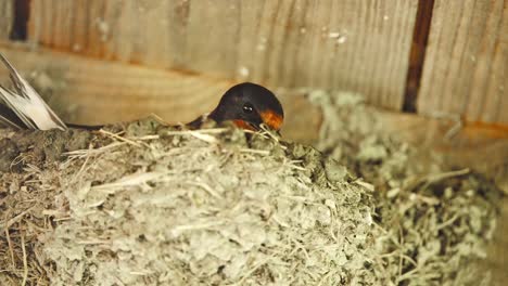 barn swallow sitting in nest below wooden roof, arranging it with beak