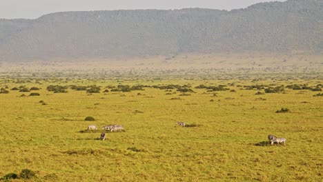 fotografía aérea de la vida silvestre africana de las llanuras cebra en la sabana de masai mara en áfrica, kenia paseo en globo de aire caliente vista de vuelo volando sobre increíble hermoso paisaje de sabana en masai mara