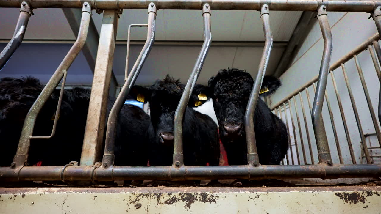 Black Angus beef cattle standing behind metal feeding barriers in livestock farm. Dramatic scene of commercial beef production, agriculture, and animal husbandry. Sideways shot