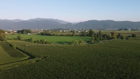 4-4 aerial super slow fly over mountain valley farms on a sunny summer day with lush green rows of crop vineyards fruit at a cultivated countryside with a natural scenic ripe harvest of the plentiful