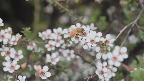 Honigbiene-Sammelt-Pollen-Entlang-Eines-Mit-Manuka-Blüten-Gefüllten-Zweiges,-Symbiose