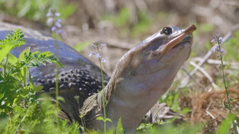 A softshell turtle raises its head while resting on land, its leathery shell and elongated snout clearly visible portrait