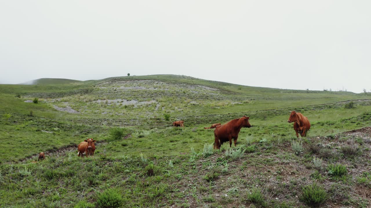 산의 목초지 에서 풀 을 는 소 들