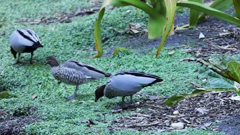 two ducks eating food in a grassy area