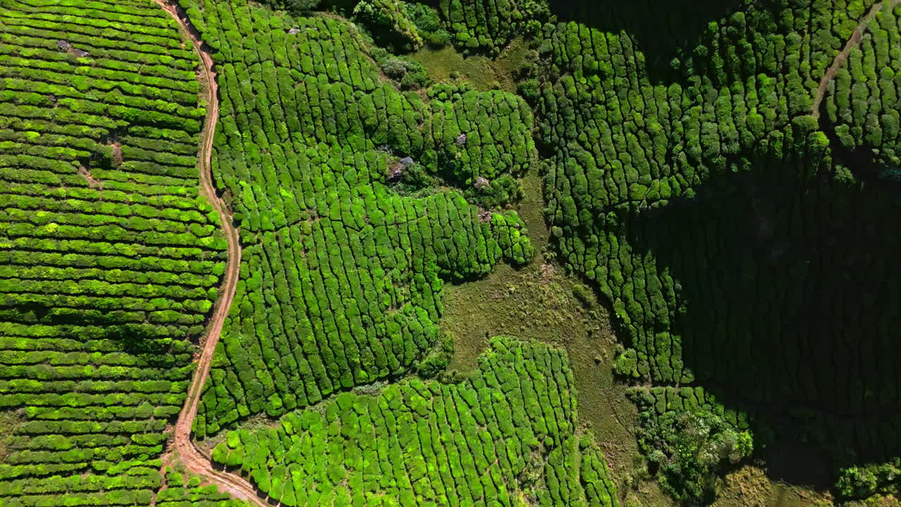 Vista a volo d'uccello aerea che segue una strada tortuosa tra le piante di tè a Munnar, in India