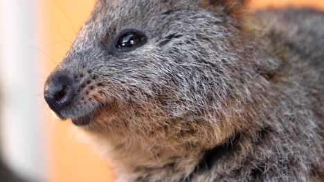 Close-up-of-Rottnest-Island-Quokka