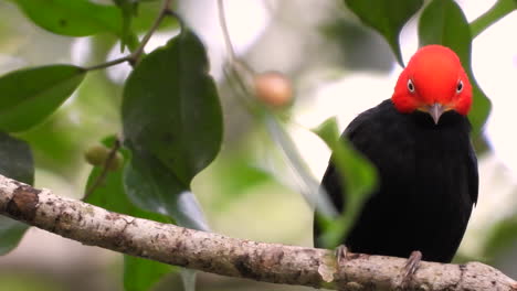 a male red-capped manakin perched in tree