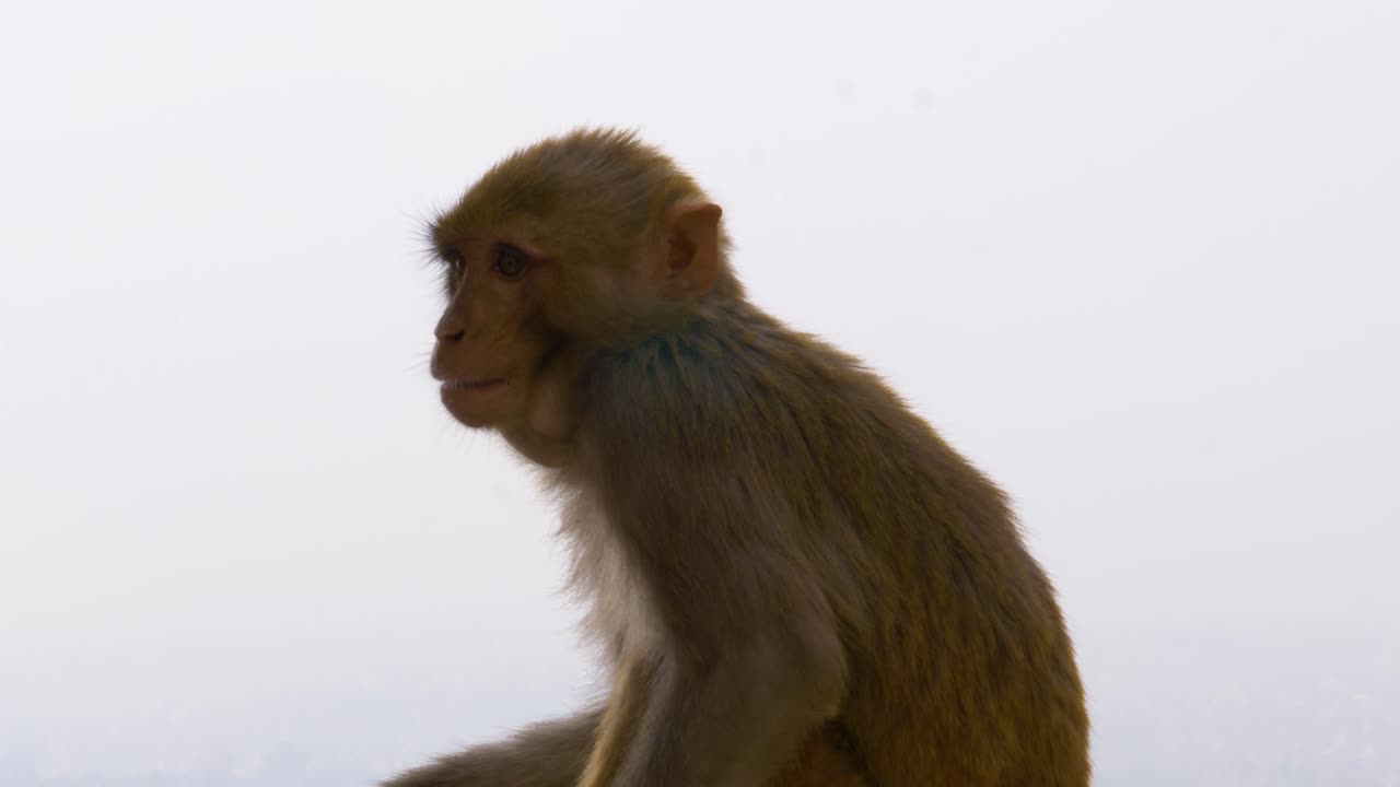 joven mono masticando comida en swayambhunath, el templo del mono en katmandú