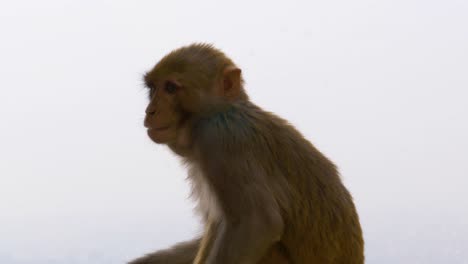 Mono-Joven-Masticando-Comida-En-Swayambhunath,-El-Templo-De-Los-Monos-En-Katmandú