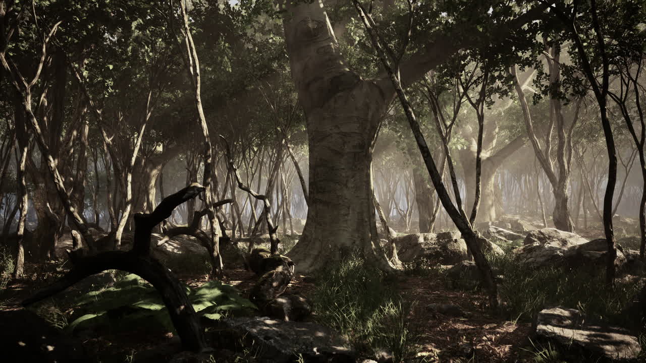 배경 에 안개 가 있는 어두운 숲