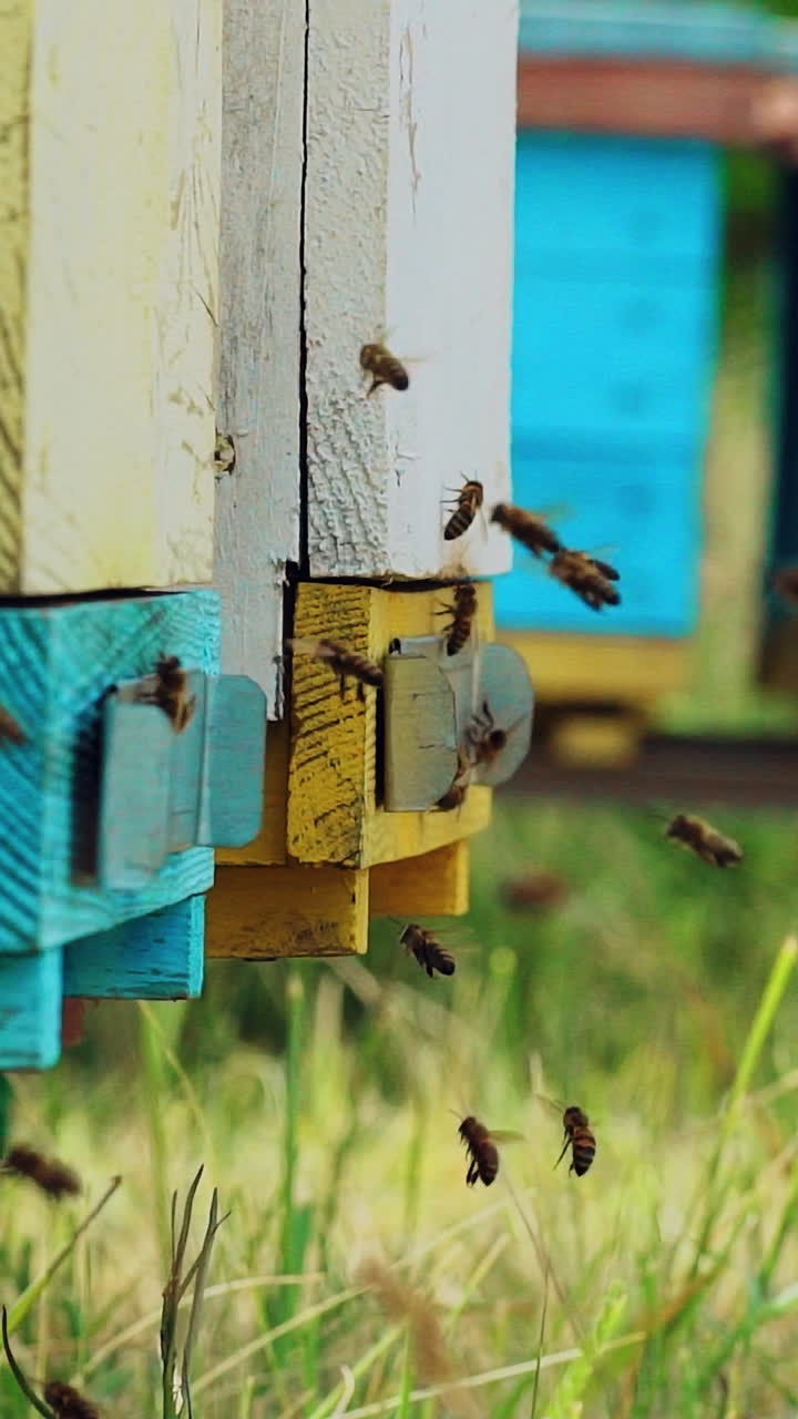 Close up view of the working bees. Amazing and frenetic swarm activity with structure entrance with detail and nature background. Vertical video