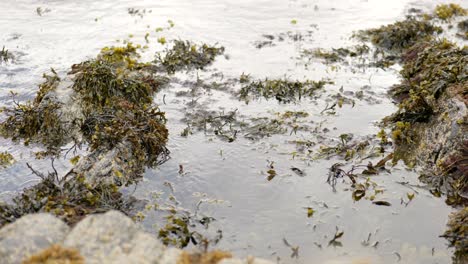 Una-Cámara-Se-Inclina-Suavemente-Hacia-Arriba-Para-Revelar-Una-Marea-Menguante-Que-Mueve-Lentamente-Las-Algas-Marinas-Alrededor-De-Un-Estanque-De-Rocas-Y-Contra-Las-Rocas-Cubiertas-De-Percebes-En-Escocia