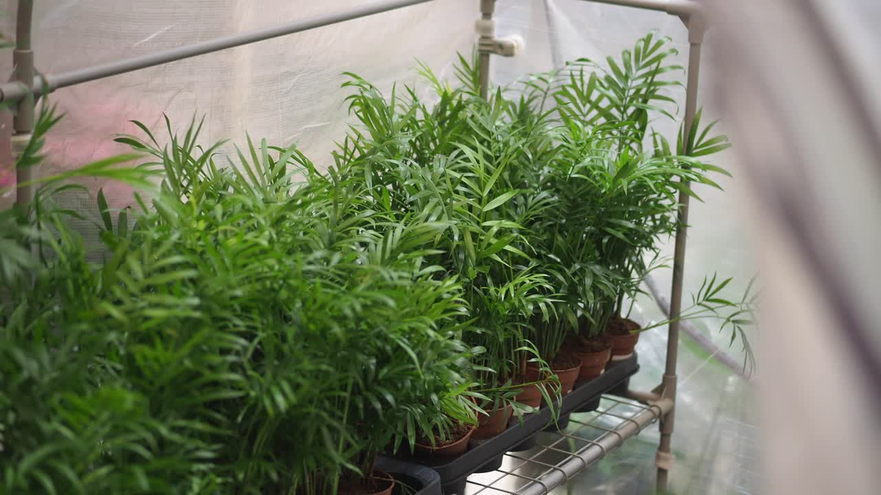 Fila di piante da appartamento di palma della fortuna