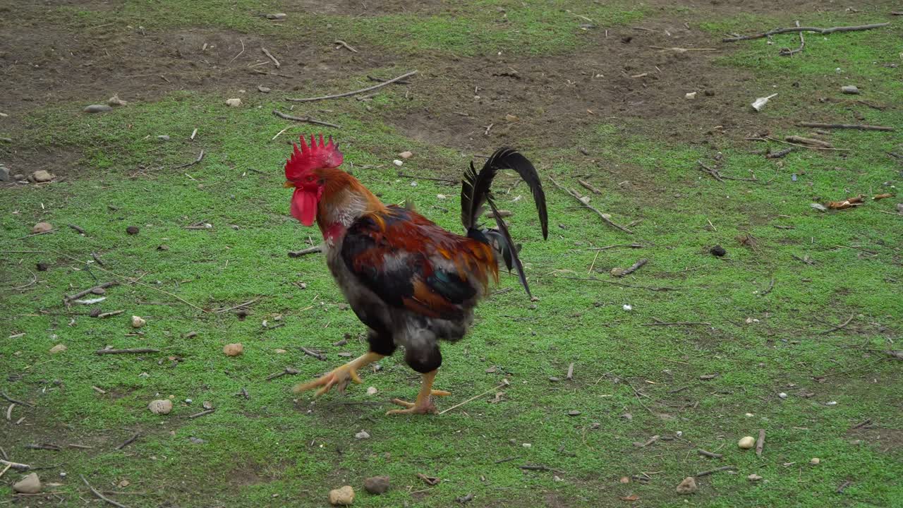 Close-up of a colorfully feathered Naked-Neck rooster walking on a grassy plain in Puszta, Hungary
