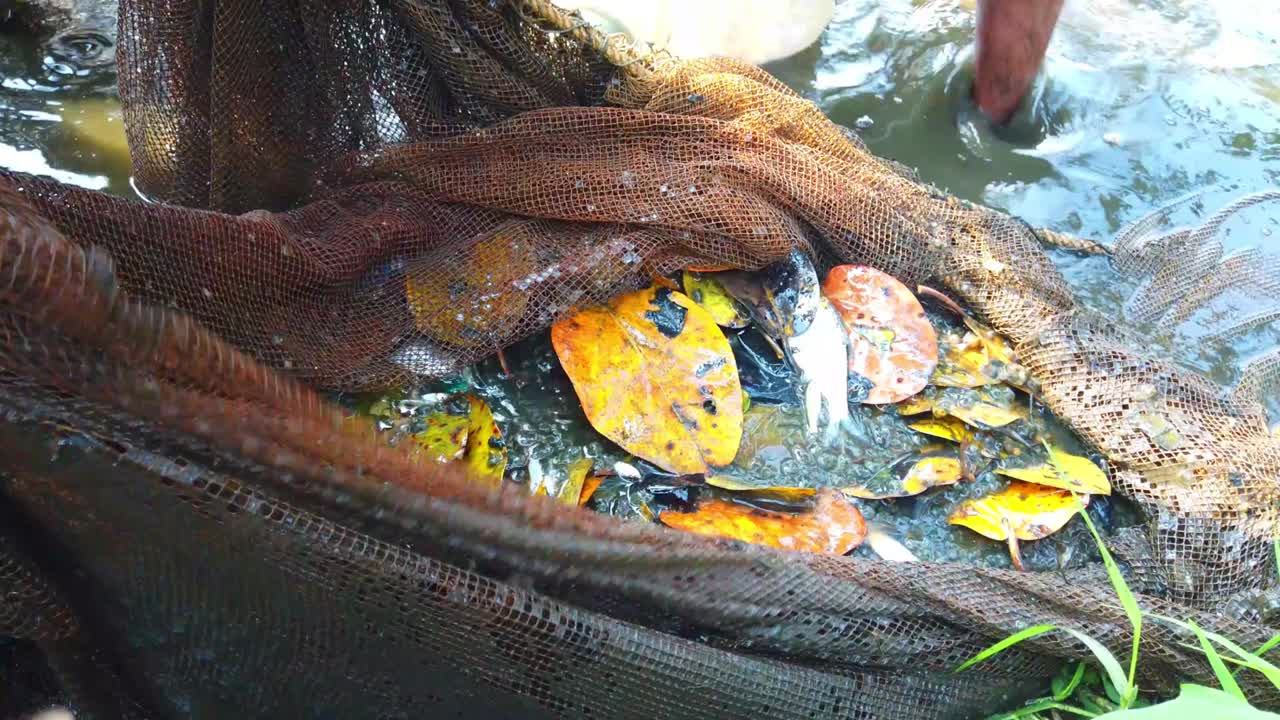 물고기 양식 연못에서 물고기를 채취하는 것