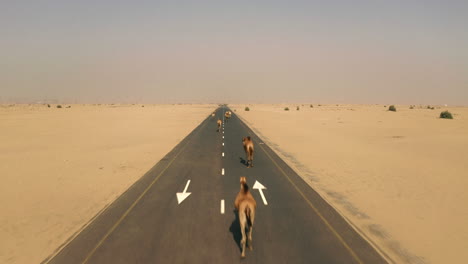 camels walking on a desert road