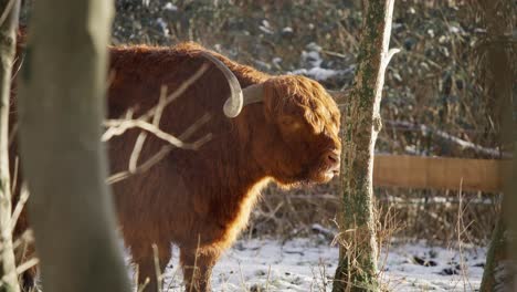 furry highland cow bull standing in winter forest and ruminating