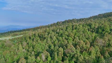 Aerial view of a lush green rainforest on hillside and blue sky on the horizon. Drone camera fly over tree top of woodland.