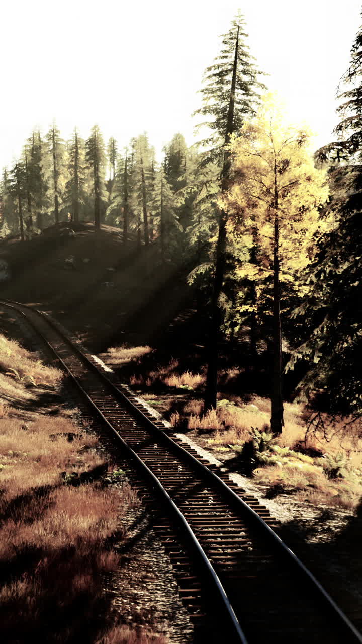 las vías del ferrocarril iluminadas por el sol a través de un bosque