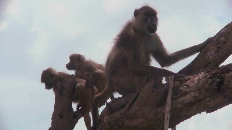 Baboons and babies sit in a tree in Africa