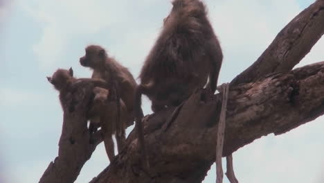 los babuinos y los bebés se sientan en un árbol en áfrica