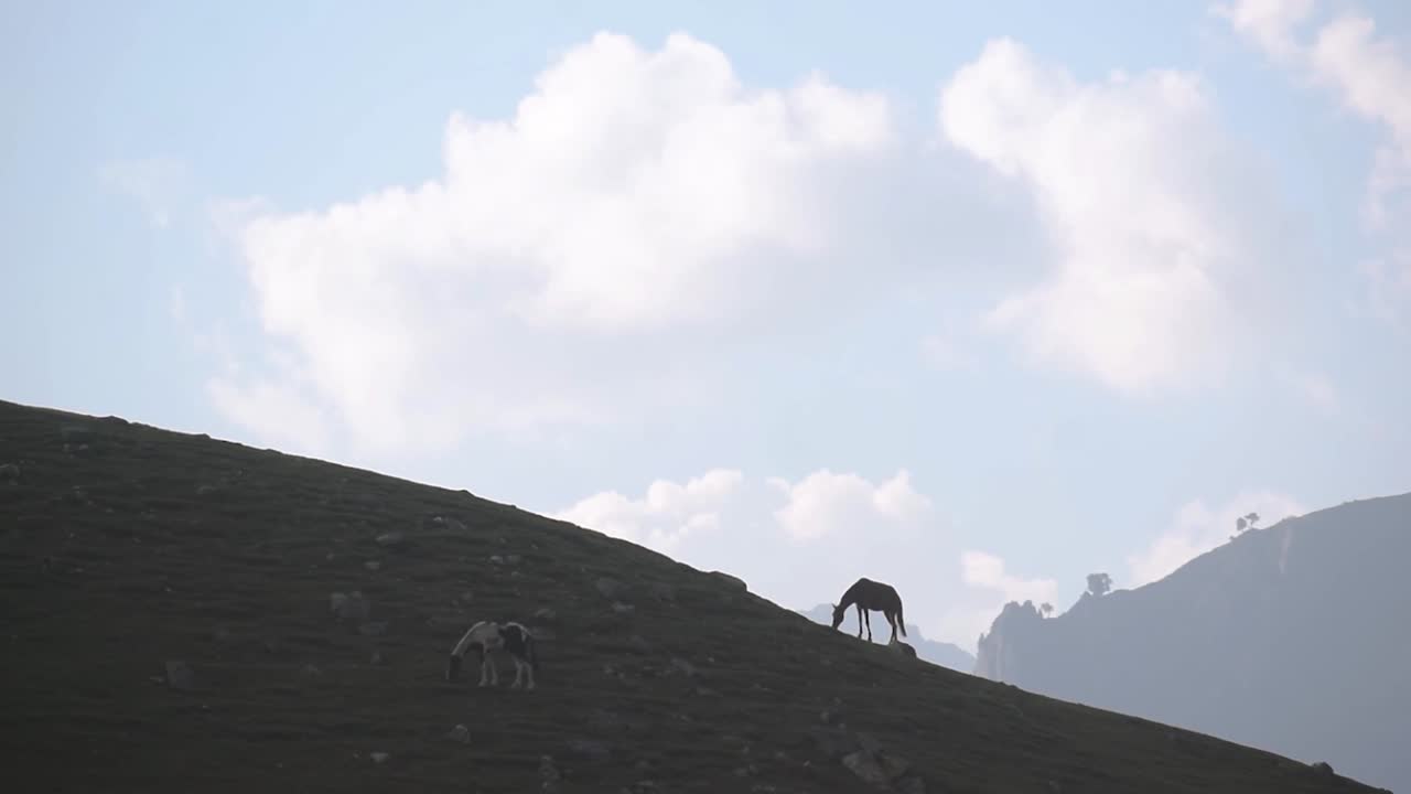 caballos pastando en las montañas del valle de cachemira, india