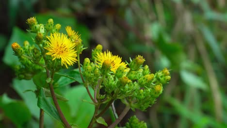 close-up handheld shot of yellow amazonian wildflowers in lush jungle
