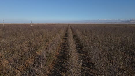 Huerto-De-Manzanos-Atrofiados-En-Otoño