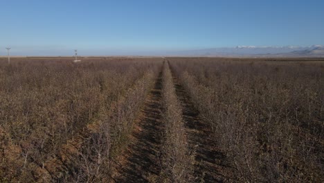 huerto de manzanos atrofiado en otoño
