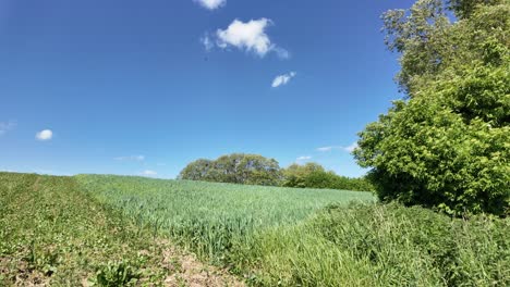 A-green-hill-covered-with-crops,-blue-sky-background