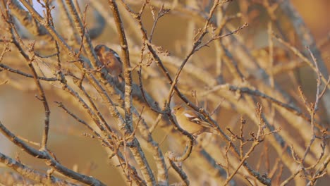 Brown-Warbler-Scratching-Face-With-Legs-Perched-On-Tree-Branch