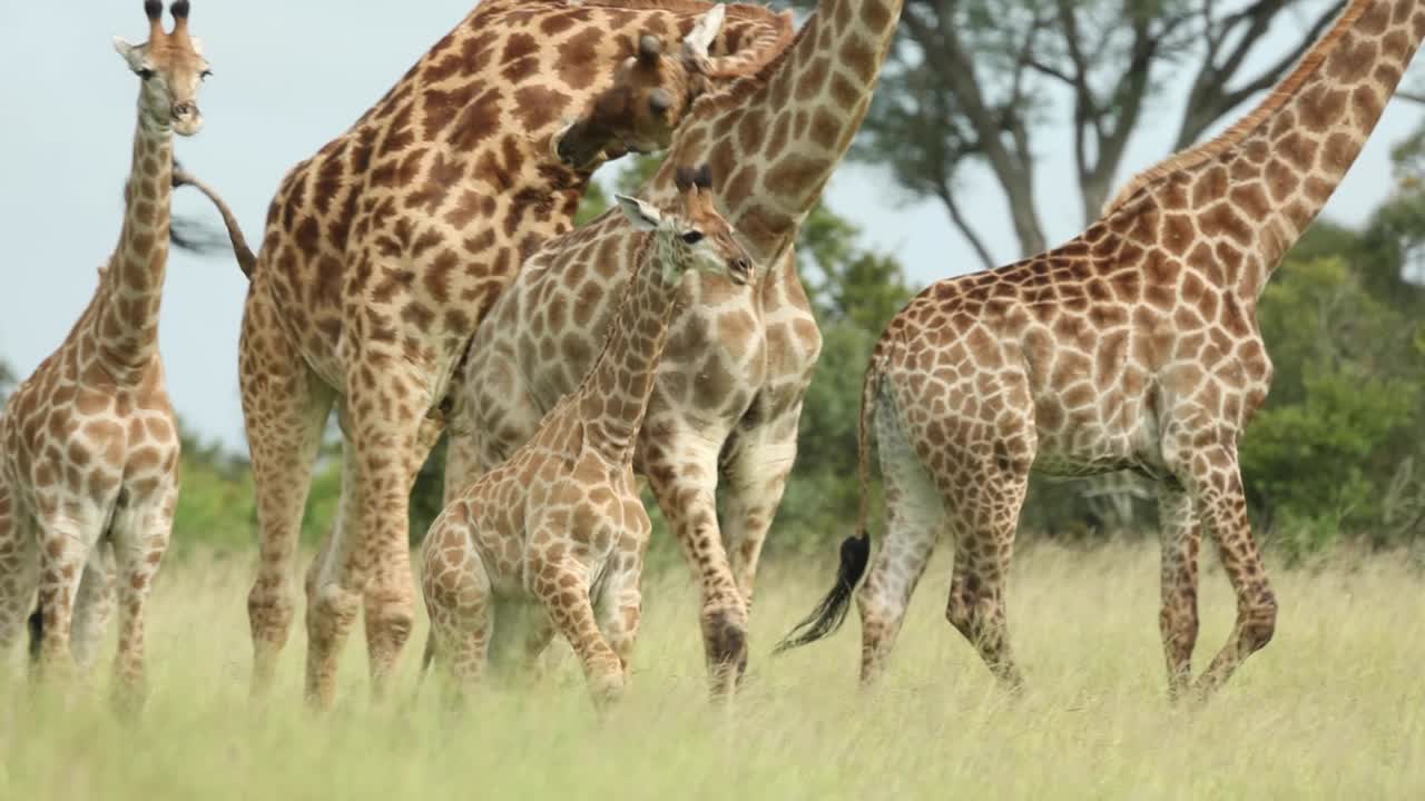plano medio de una jirafa bebé corriendo delante de la manada, gran kruger