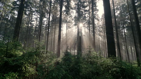 rayos de sol brillando a través de la niebla y la niebla en el bosque al amanecer-3