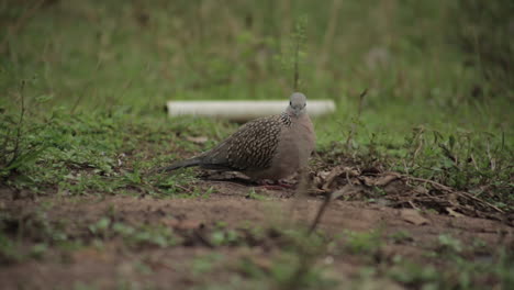 cute spotted dove on ground looking around and then leaving